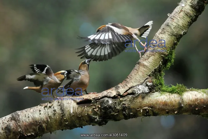 : Hawfinch. Three Hawfinches (Coccothraustes coccothraustes) quarreling on a tree branch : Hawfinch. Three Hawfinches (Coccothraustes coccothraustes) quarreling on a tree branch