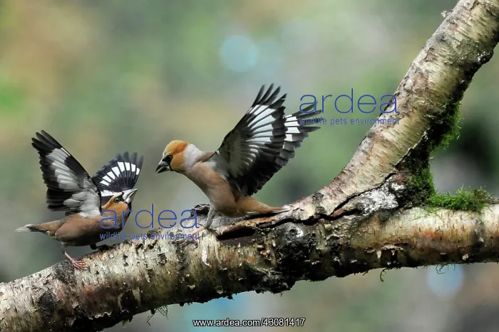 : Hawfinches (Coccothraustes coccothraustes) quarrelling on a tree branch : Hawfinches (Coccothraustes coccothraustes) quarrelling on a tree branch