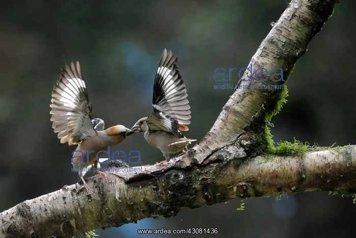 : Hawfinch. Two Hawfinches (Coccothraustes coccothraustes) quarreling on a tree branch : Hawfinch. Two Hawfinches (Coccothraustes coccothraustes) quarreling on a tree branch