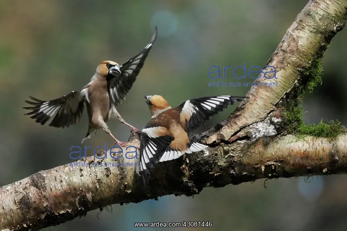 : Hawfinches (Coccothraustes coccothraustes) quarrelling on a tree branch : Hawfinches (Coccothraustes coccothraustes) quarrelling on a tree branch
