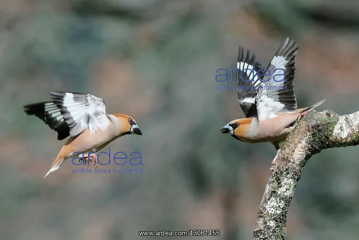  : Hawfinches (Coccothraustes coccothraustes) quarrelling on a tree branch