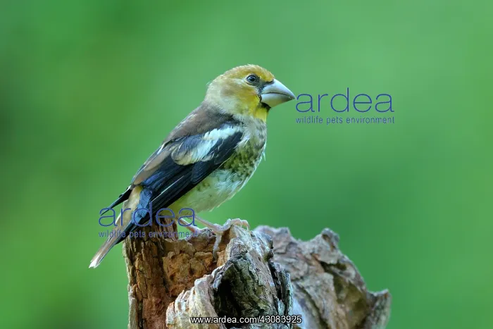 : Hawfinch. young Hawfinch (Coccothraustes coccothraustes) perched on an old tree stump : Hawfinch. young Hawfinch (Coccothraustes coccothraustes) perched on an old tree stump