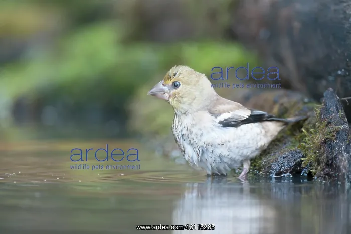  : Hawfinch. Young Hawfinch (Coccothraustes coccothraustes) takes a bath