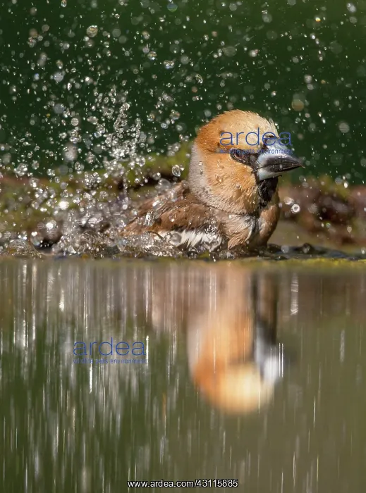  : Hawfinch. Adult Hawfinch (Coccothraustes coccothraustes) splashing water