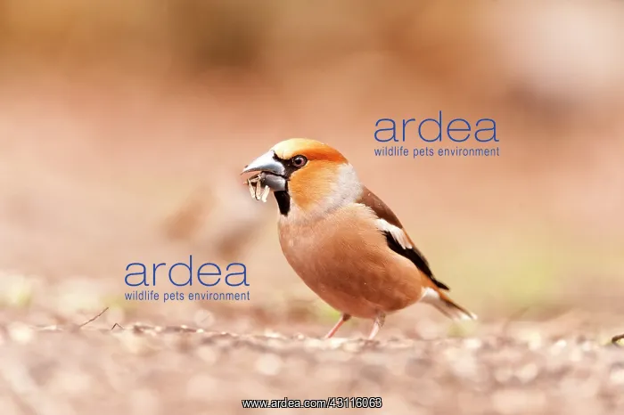 : Hawfinch (Coccothraustes coccothraustes) feeding on sunflower seeds : Hawfinch (Coccothraustes coccothraustes) feeding on sunflower seeds