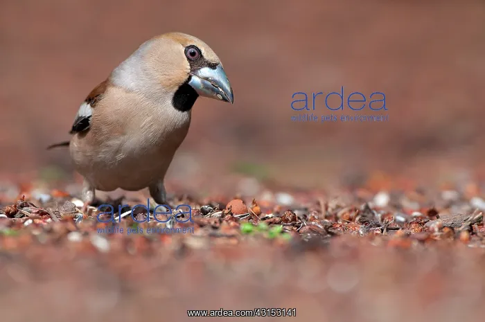 : Hawfinch (Coccothraustes coccothraustes) female on forest floor : Hawfinch (Coccothraustes coccothraustes) female on forest floor