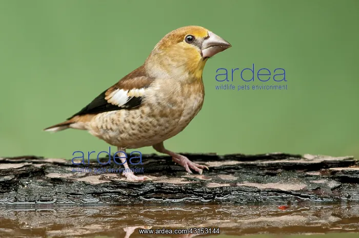 : Hawfinch (Coccothraustes coccothraustes) juvenile on a tree trunk near water pool : Hawfinch (Coccothraustes coccothraustes) juvenile on a tree trunk near water pool