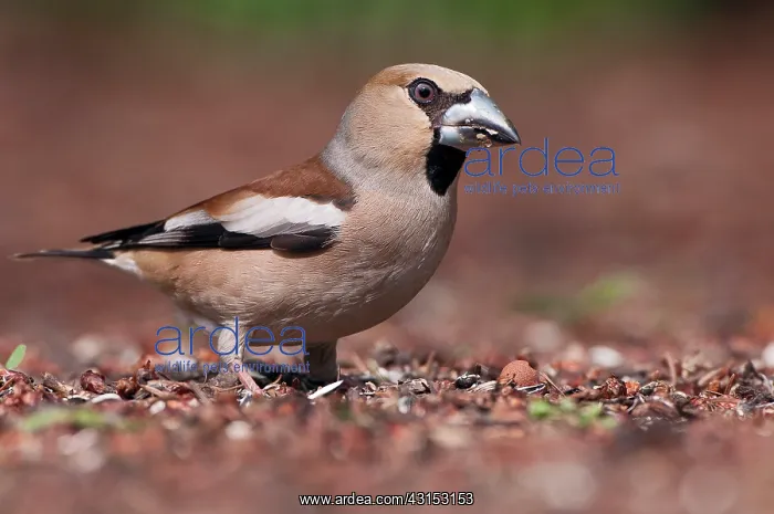 : Hawfinch (Coccothraustes coccothraustes) female on forest floor : Hawfinch (Coccothraustes coccothraustes) female on forest floor