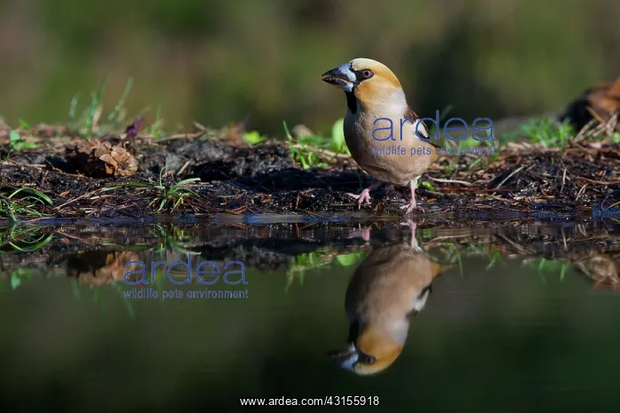 : Hawfinch (Coccothraustes coccothraustes) male standing at the waters edge : Hawfinch (Coccothraustes coccothraustes) male standing at the waters edge