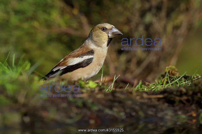 : Hawfinch (Coccothraustes coccothraustes) female with well worn plumage : Hawfinch (Coccothraustes coccothraustes) female with well worn plumage