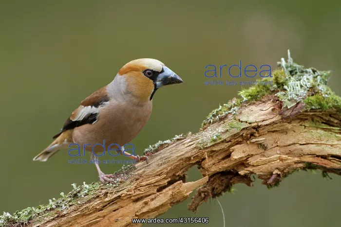 : Hawfinch (Coccothraustes coccothraustes) adult male perched on branch : Hawfinch (Coccothraustes coccothraustes) adult male perched on branch