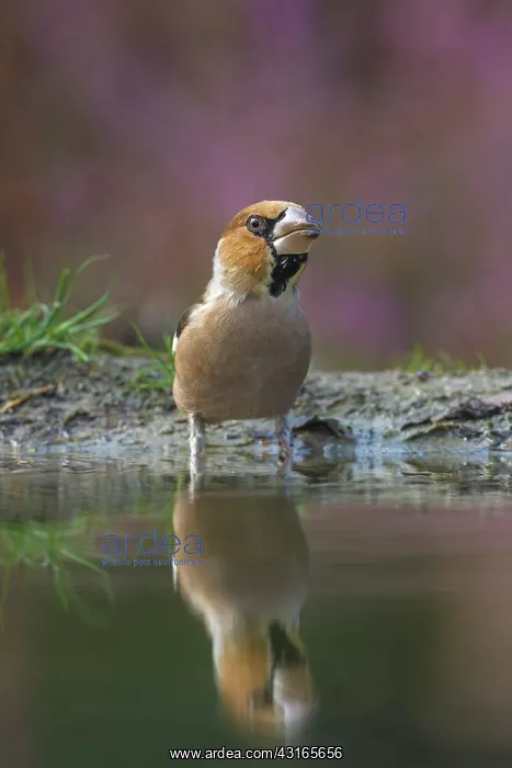 : Hawfinch (Coccothraustes coccothraustes) adult male standing in a pond : Hawfinch (Coccothraustes coccothraustes) adult male standing in a pond