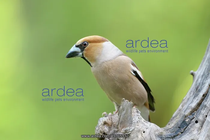 : Hawfinch (Coccothraustes coccothraustes) perched on tree stump : Hawfinch (Coccothraustes coccothraustes) perched on tree stump