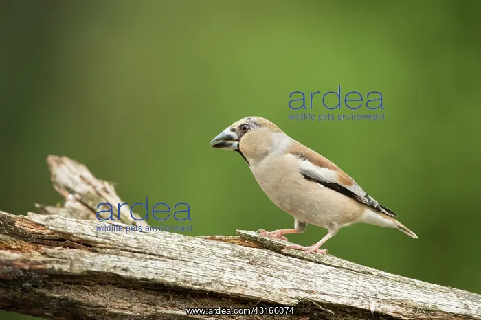 : Hawfinch. A Hawfinch (Coccothraustes coccothraustes) perched on a branch : Hawfinch. A Hawfinch (Coccothraustes coccothraustes) perched on a branch