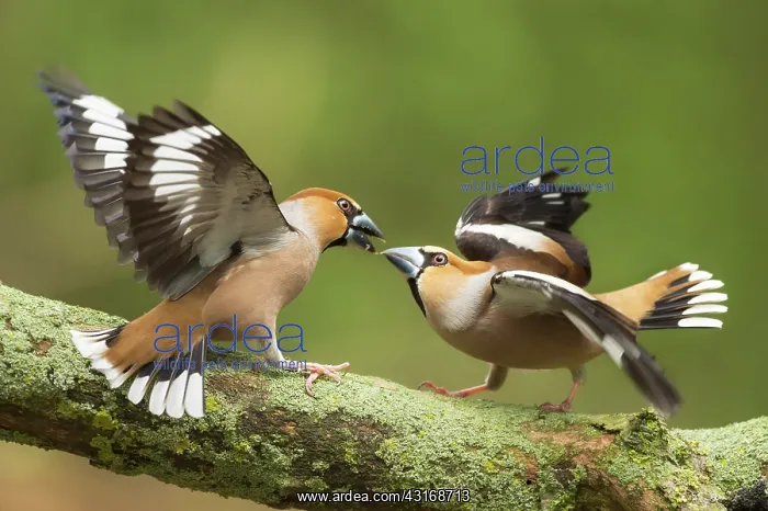 : Hawfinch (Coccothraustes coccothraustes) adult male fighting, The Netherlands, Utrecht : Hawfinch (Coccothraustes coccothraustes) adult male fighting, The Netherlands, Utrecht