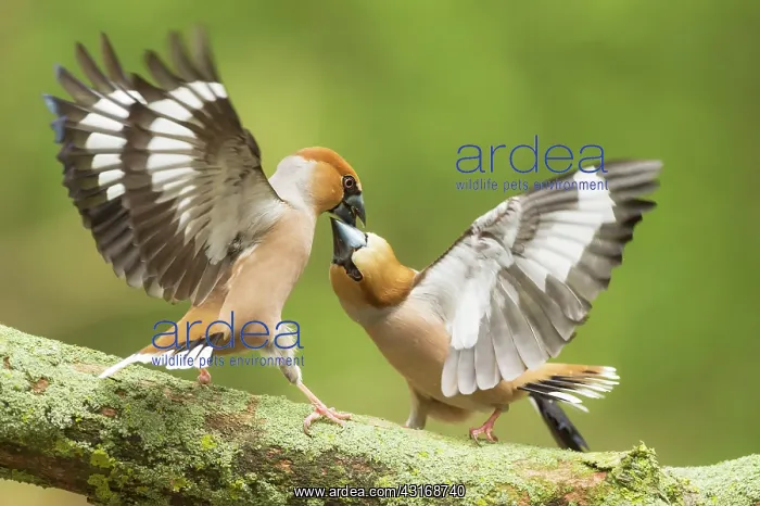 : Hawfinch (Coccothraustes coccothraustes) adult male fighting, The Netherlands, utrecht : Hawfinch (Coccothraustes coccothraustes) adult male fighting, The Netherlands, utrecht