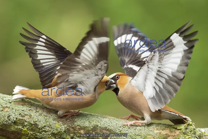 : Hawfinch (Coccothraustes coccothraustes) adult male fighting, The Netherlands, Utrecht : Hawfinch (Coccothraustes coccothraustes) adult male fighting, The Netherlands, Utrecht