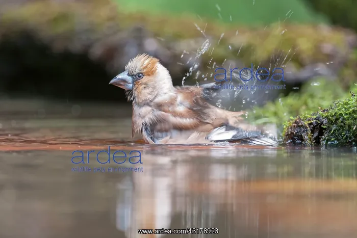  : Hawfinch (Coccothraustes coccothraustes) taking a bath