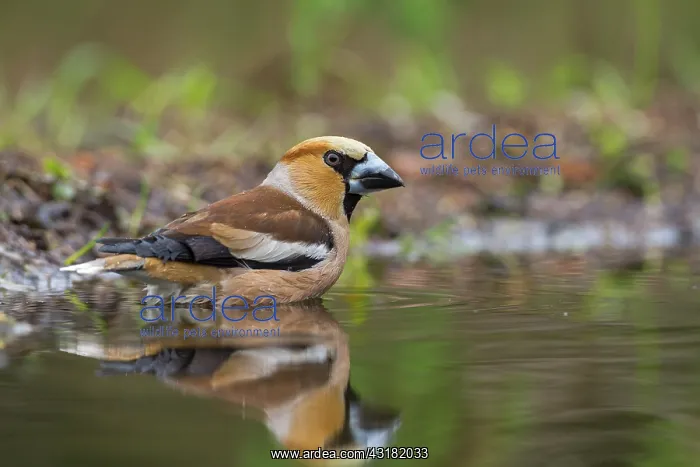 : Hawfinch (Coccothraustes coccothraustes) adult male sitting in a forest pond : Hawfinch (Coccothraustes coccothraustes) adult male sitting in a forest pond