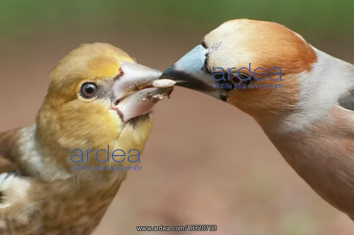 : Hawfinch (Coccothraustes coccothraustes) male feeding juvenile : Hawfinch (Coccothraustes coccothraustes) male feeding juvenile
