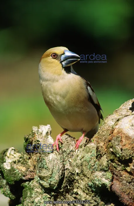  : Hawfinch (Coccothraustes coccothraustes) perched on tree stump