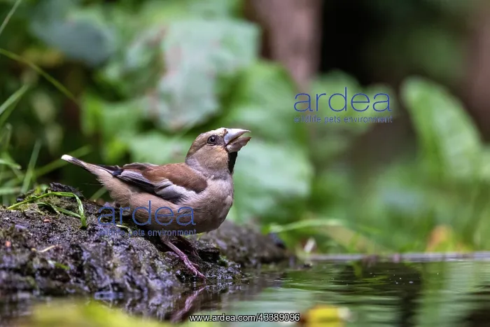 : HAWFINCH. France, Brittany, Ille et Vilaine), Hawfinch : HAWFINCH. France, Brittany, Ille et Vilaine), Hawfinch
