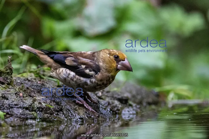  : HAWFINCH. France, Brittany, Ille et Vilaine), Hawfinch 