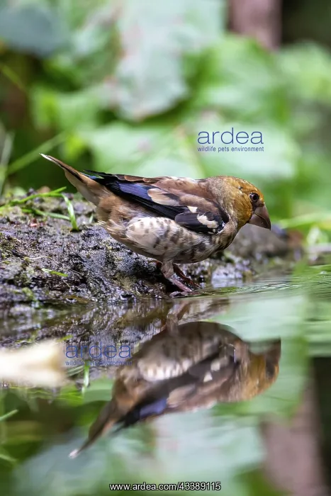 : HAWFINCH. France, Brittany, Ille et Vilaine), Hawfinch : HAWFINCH. France, Brittany, Ille et Vilaine), Hawfinch