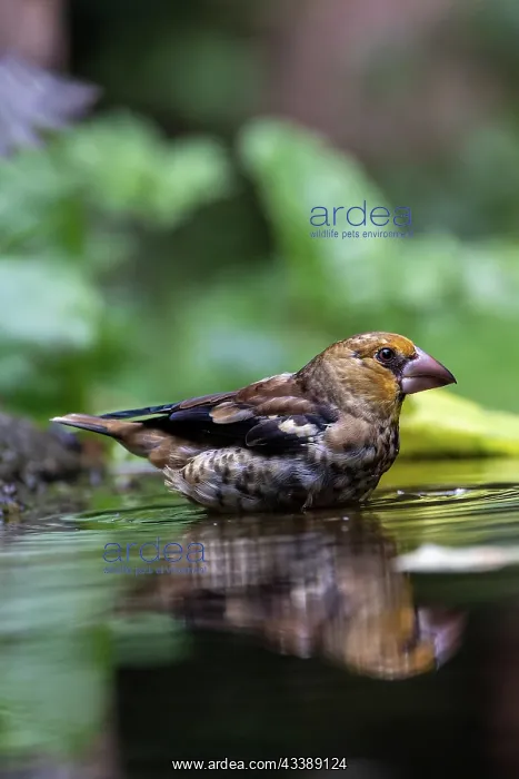 : HAWFINCH. France, Brittany, Ille et Vilaine), Hawfinch : HAWFINCH. France, Brittany, Ille et Vilaine), Hawfinch