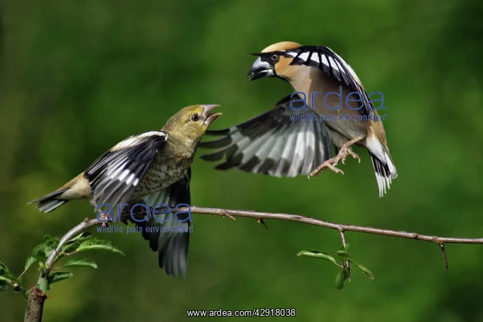 : Hawfinch - adult about to feed juvenile : Hawfinch - adult about to feed juvenile