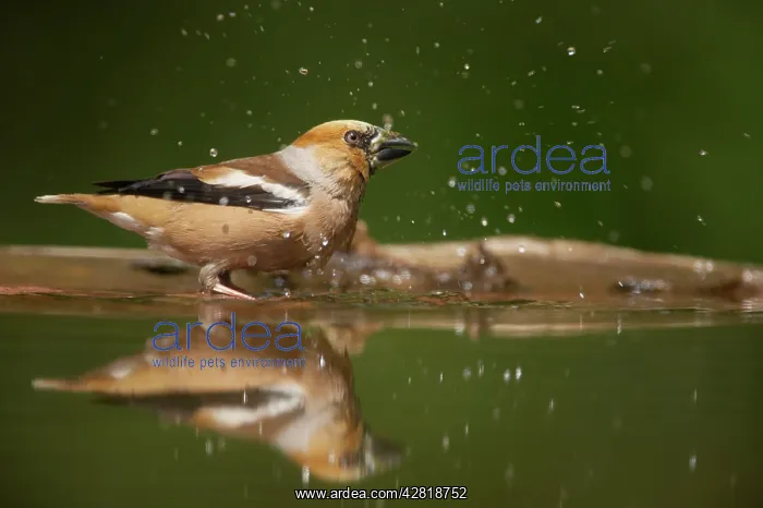 : Hawfinch - Bathing in forest pool : Hawfinch - Bathing in forest pool
