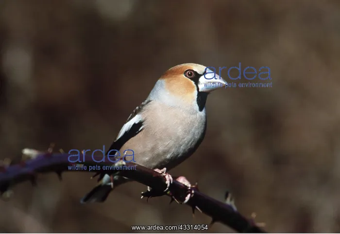  : HAWFINCH - on branch