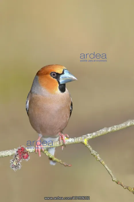 : Hawfinch (Coccothraustes coccothraustes), male sitting : Hawfinch (Coccothraustes coccothraustes), male sitting