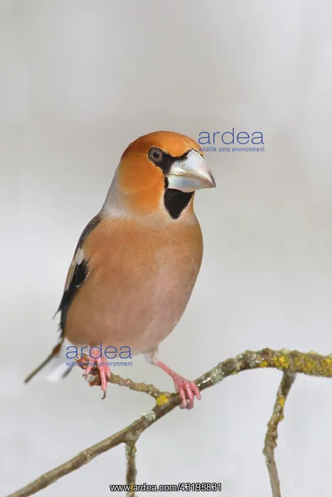  : Hawfinch (Coccothraustes coccothraustes), male sitting