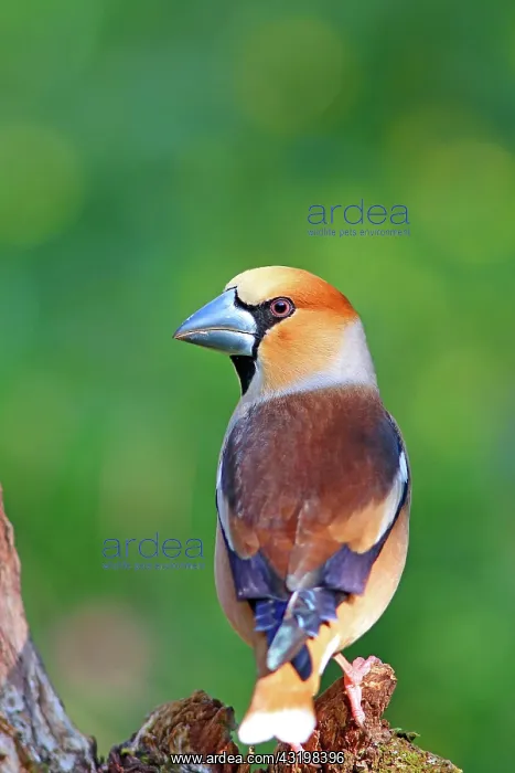 : Hawfinch (Coccothraustes coccothraustes ), withdrawal : Hawfinch (Coccothraustes coccothraustes ), withdrawal