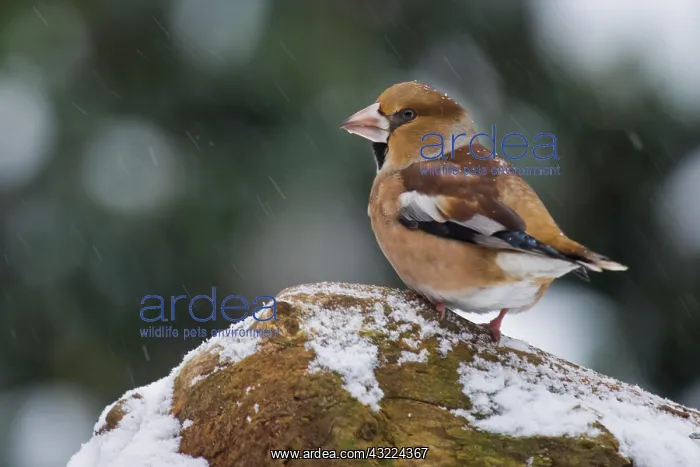 : Hawfinch (Coccothraustes coccothraustes) in the : Hawfinch (Coccothraustes coccothraustes) in the