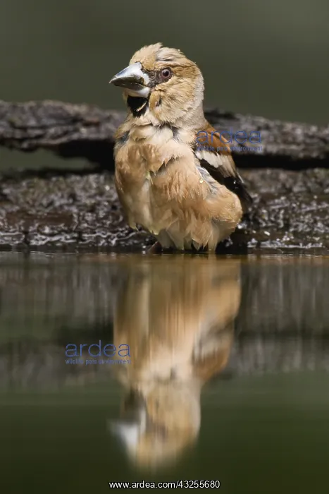 : Hawfinch (Coccothraustes coccothraustes) at the : Hawfinch (Coccothraustes coccothraustes) at the