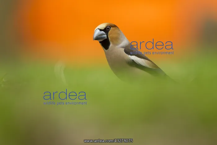 : Hawfinch (Coccothraustes coccothraustes) on the : Hawfinch (Coccothraustes coccothraustes) on the