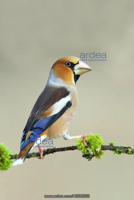 : Hawfinch (Coccothraustes coccothraustes), male sitting : Hawfinch (Coccothraustes coccothraustes), male sitting