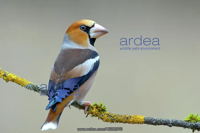 : Hawfinch (Coccothraustes coccothraustes), male sitting : Hawfinch (Coccothraustes coccothraustes), male sitting