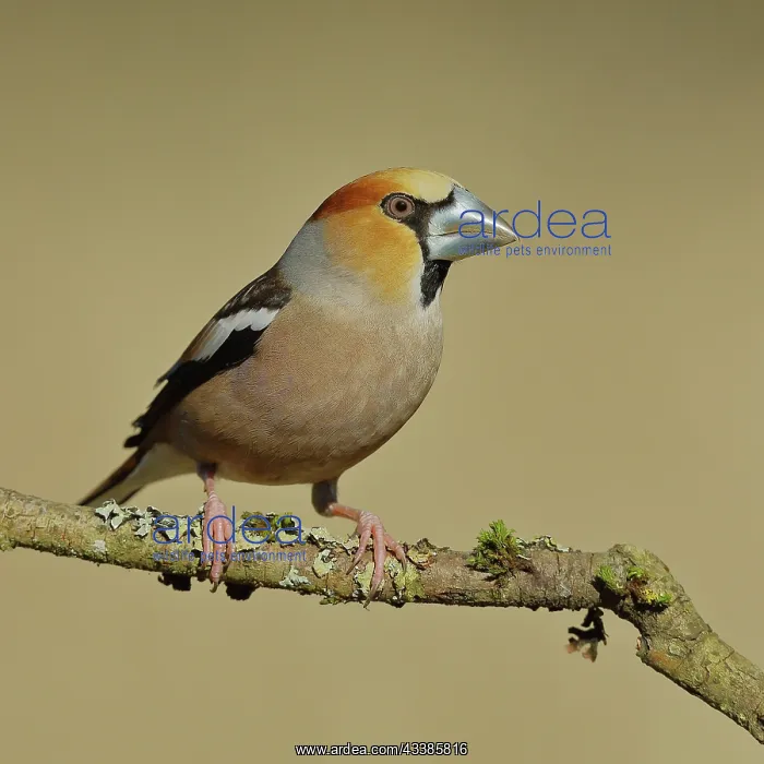 : Hawfinch (Coccothraustes coccothraustes), male, sitting on a : Hawfinch (Coccothraustes coccothraustes), male, sitting on a