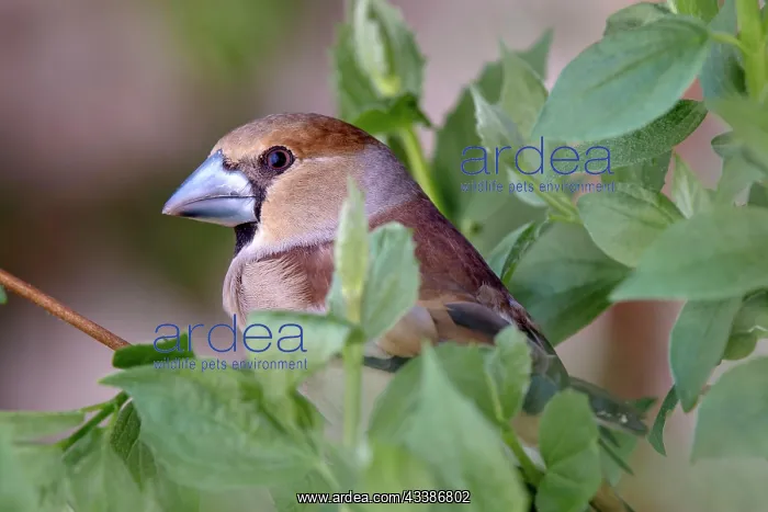 : Hawfinch (Coccothraustes coccothraustes), sitting i : Hawfinch (Coccothraustes coccothraustes), sitting i