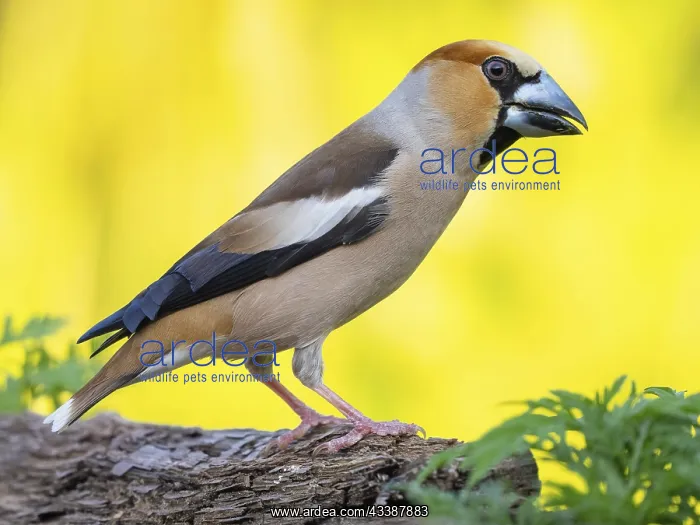 : A hawfinch (Coccothraustes coccothraustes), Tiszaalp-r : A hawfinch (Coccothraustes coccothraustes), Tiszaalp-r