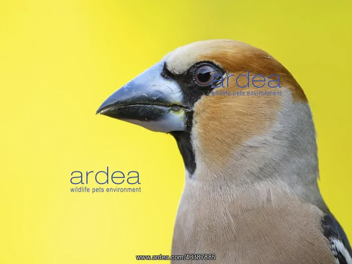: A hawfinch (Coccothraustes coccothraustes), Tiszaalp-r : A hawfinch (Coccothraustes coccothraustes), Tiszaalp-r