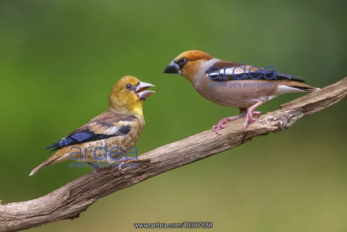 : A hawfinch (Coccothraustes coccothraustes), Tiszaalp-r : A hawfinch (Coccothraustes coccothraustes), Tiszaalp-r