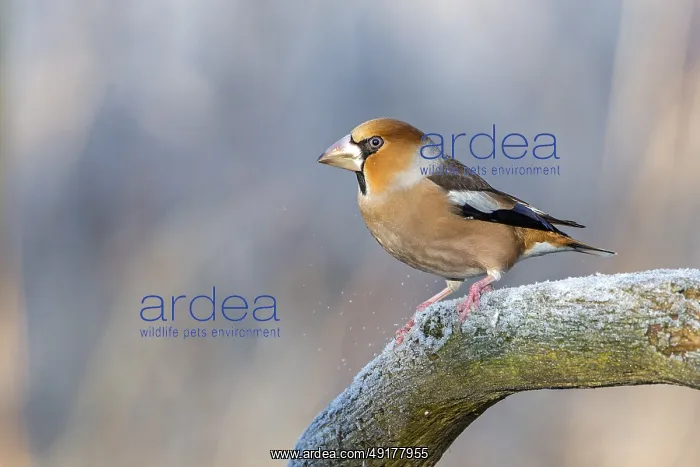 : Hawfinch (Coccothraustes coccothraustes) : Hawfinch (Coccothraustes coccothraustes)