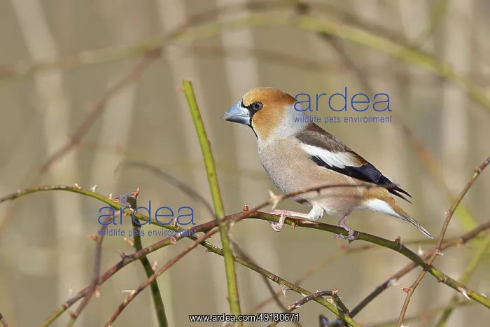 : Hawfinch (Coccothraustes coccothraustes) : Hawfinch (Coccothraustes coccothraustes)
