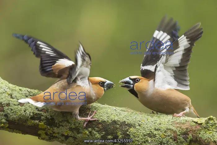 : Hawfinch (Coccothraustes coccothraustes) adult : Hawfinch (Coccothraustes coccothraustes) adult