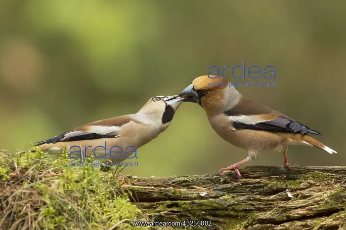 : Hawfinch (Coccothraustes coccothraustes) adult : Hawfinch (Coccothraustes coccothraustes) adult