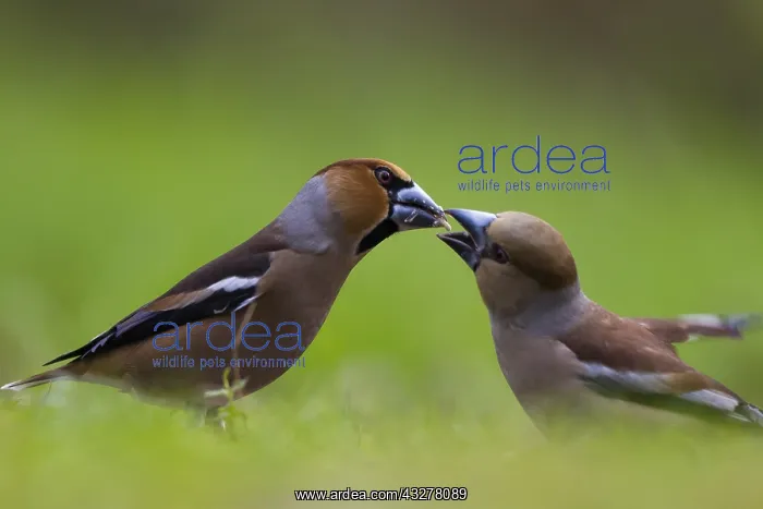 : Hawfinch (Coccothraustes coccothraustes) adult : Hawfinch (Coccothraustes coccothraustes) adult